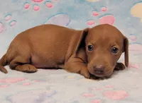 Amberly Marie, a female Miniature Dachshund for sale in Keatchie, LA – 10 of 10