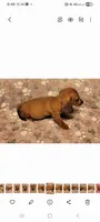 Droopy , a male Miniature Dachshund for sale in Keatchie, LA – 2 of 10