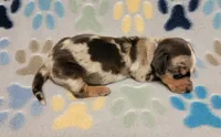 Hershey , a male Miniature Dachshund for sale in Keatchie, LA – 7 of 10