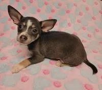 Gracie Marie, a female Chihuahua for sale in Keatchie, LA – 4 of 10