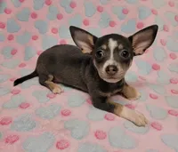 Gracie Marie, a female Chihuahua for sale in Keatchie, LA – 6 of 10