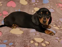 Bentley , a male Miniature Dachshund for sale in Keatchie, LA – 8 of 9