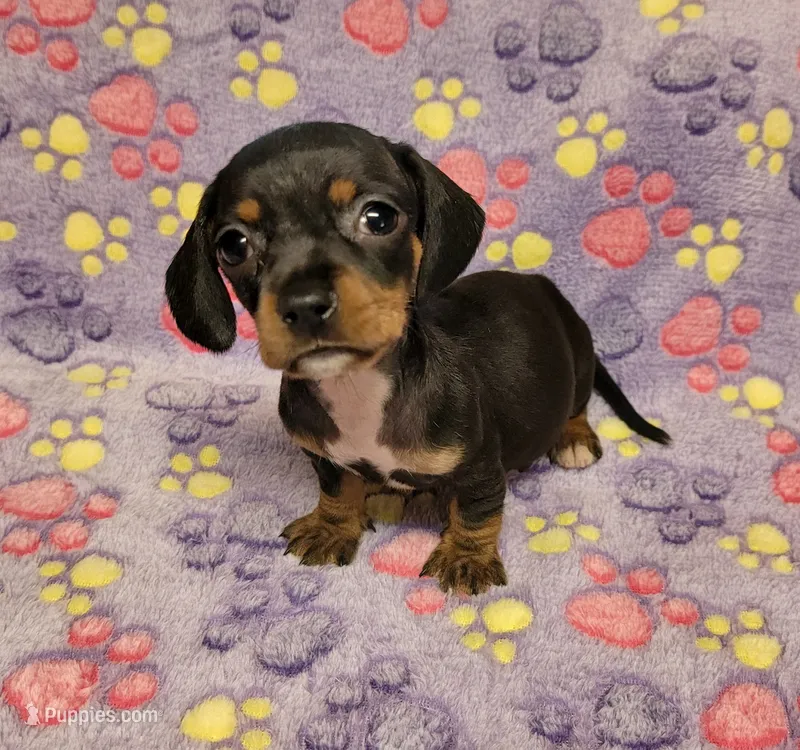 Lucy – Miniature Dachshund puppy for sale in Keatchie, LA