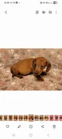 Droopy , a male Miniature Dachshund for sale in Keatchie, LA – 7 of 10