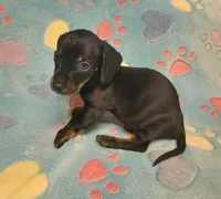 Rascal , a male Miniature Dachshund for sale in Keatchie, LA – 6 of 10