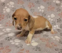 Mickey, a male Miniature Dachshund for sale in Keatchie, LA – 6 of 10