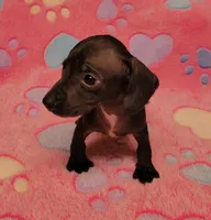 Tweety, a female Miniature Dachshund for sale in Keatchie, LA – 2 of 10