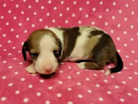 Daisy Mae , a female Miniature Dachshund for sale in Keatchie, LA – 4 of 10