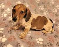 Bo Jangles , a male Miniature Dachshund for sale in Keatchie, LA – 7 of 9