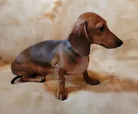 Jackson, a male Dachshund for sale in Keatchie, LA – 5 of 10