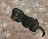 Rocky, a male Miniature Dachshund for sale in Keatchie, LA – 9 of 10