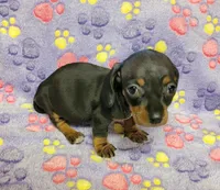 Lucy, a female Miniature Dachshund for sale in Keatchie, LA – 4 of 10