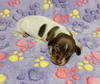Maddie , a female Miniature Dachshund for sale in Keatchie, LA – 8 of 10