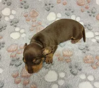 Sammy, a male Miniature Dachshund for sale in Keatchie, LA – 6 of 9