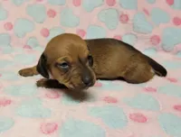 Olivia Grace , a female Miniature Dachshund for sale in Keatchie, LA – 4 of 10