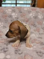 Harley , a male Miniature Dachshund for sale in Keatchie, LA – 7 of 10