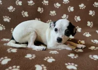 Chico , a male Chihuahua for sale in Keatchie, LA – 4 of 7