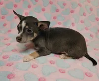 Gracie Marie, a female Chihuahua for sale in Keatchie, LA – 8 of 10