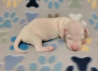 Frosty , a male Miniature Dachshund for sale in Keatchie, LA – 3 of 10