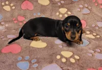 Bentley , a male Miniature Dachshund for sale in Keatchie, LA – 3 of 9