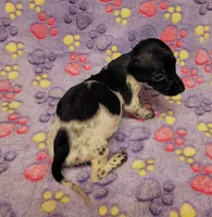 Oreo, a female Miniature Dachshund for sale in Keatchie, LA – 6 of 10