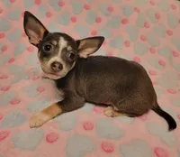 Gracie Marie, a female Chihuahua for sale in Keatchie, LA – 7 of 10
