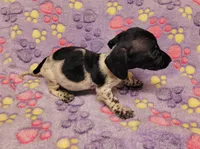 Emma Grace, a female Miniature Dachshund for sale in Keatchie, LA – 10 of 10