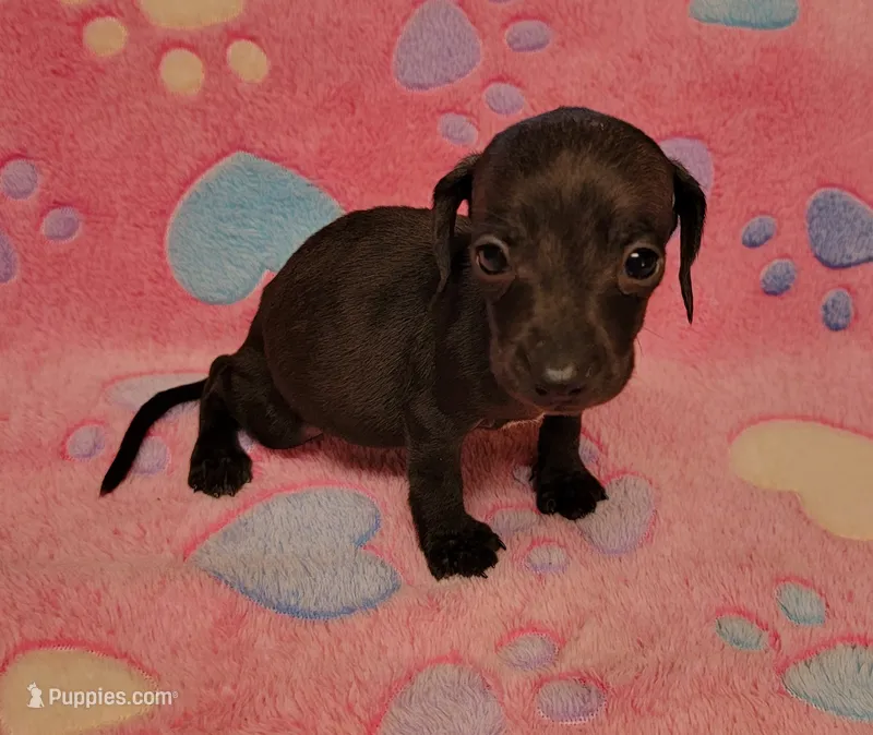Tweety – Miniature Dachshund puppy for sale in Keatchie, LA