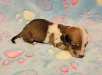 Baby Shilo, a male Miniature Dachshund for sale in Keatchie, LA – 6 of 10