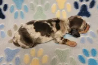 Hershey , a male Miniature Dachshund for sale in Keatchie, LA – 6 of 10