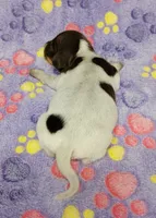 Maddie , a female Miniature Dachshund for sale in Keatchie, LA – 7 of 10