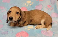 Charlie, a male Miniature Dachshund for sale in Keatchie, LA – 6 of 10