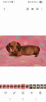 Darling , a female Miniature Dachshund for sale in Keatchie, LA – 6 of 10