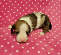 Daisy Mae , a female Miniature Dachshund for sale in Keatchie, LA – 7 of 10