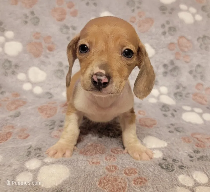 Mickey – Miniature Dachshund puppy for sale in Keatchie, LA