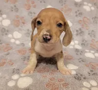 Mickey, a male Miniature Dachshund for sale in Keatchie, LA – 1 of 10