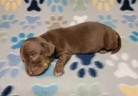 Sonny, a male Miniature Dachshund for sale in Keatchie, LA – 5 of 10