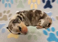 Hershey , a male Miniature Dachshund for sale in Keatchie, LA – 10 of 10