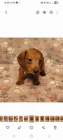 Droopy , a male Miniature Dachshund for sale in Keatchie, LA – 3 of 10