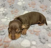 Sammy, a male Miniature Dachshund for sale in Keatchie, LA – 9 of 9