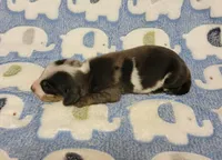 Pedro, a male Miniature Dachshund for sale in Keatchie, LA – 2 of 10