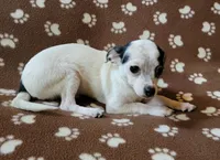 Chico , a male Chihuahua for sale in Keatchie, LA – 5 of 7