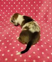Daisy Mae , a female Miniature Dachshund for sale in Keatchie, LA – 10 of 10