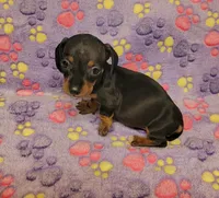 Lucy, a female Miniature Dachshund for sale in Keatchie, LA – 9 of 10