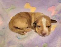 Sadie , a female Miniature Dachshund for sale in Keatchie, LA – 6 of 10
