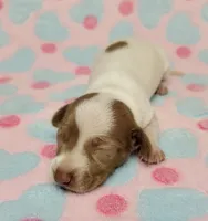 Addie, a female Miniature Dachshund for sale in Keatchie, LA – 2 of 10