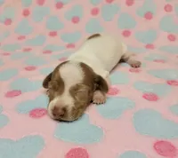 Addie, a female Miniature Dachshund for sale in Keatchie, LA – 9 of 10