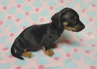 Dottie , a female Miniature Dachshund for sale in Keatchie, LA – 8 of 10