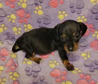 Lucy, a female Miniature Dachshund for sale in Keatchie, LA – 8 of 10