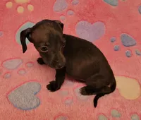Tweety, a female Miniature Dachshund for sale in Keatchie, LA – 3 of 10